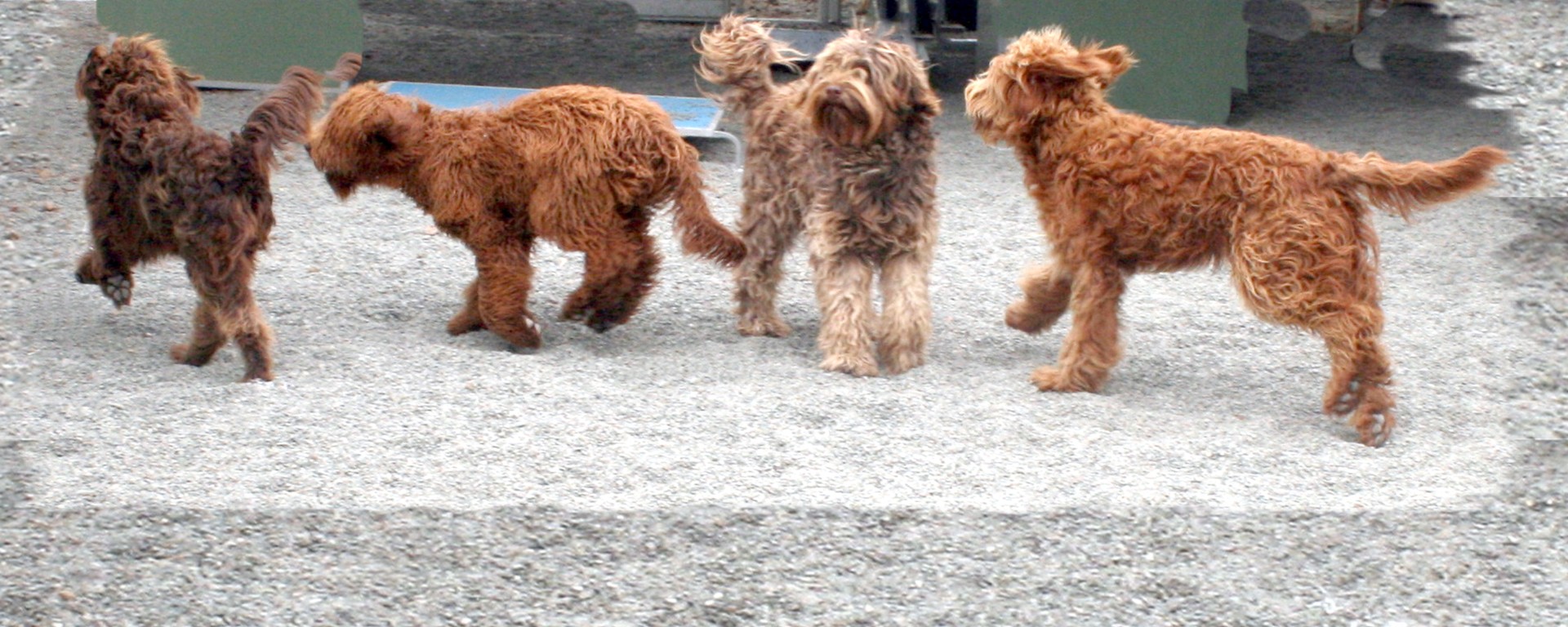 An image of the Australian Cobberdog