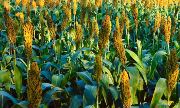 Agricultural Technology Aims To Drive Sustainability, Profitability for Australia